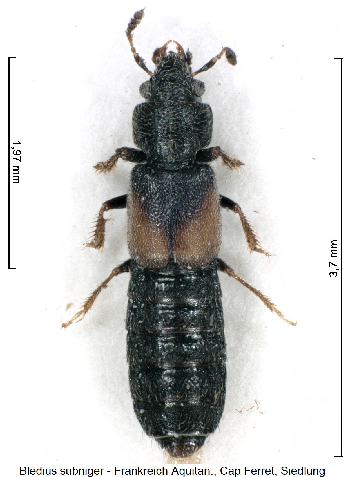 bledius_subniger_hab1.jpg