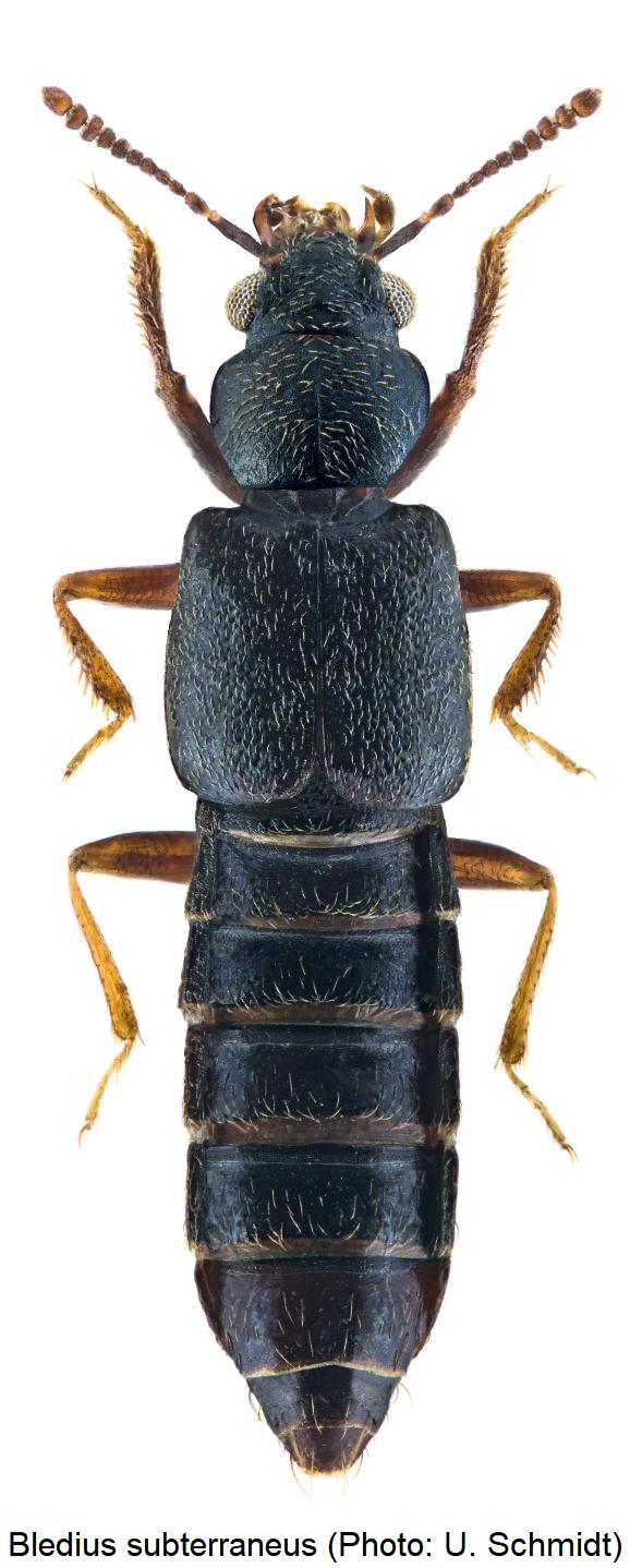 bledius_subterraneus_hab.jpg