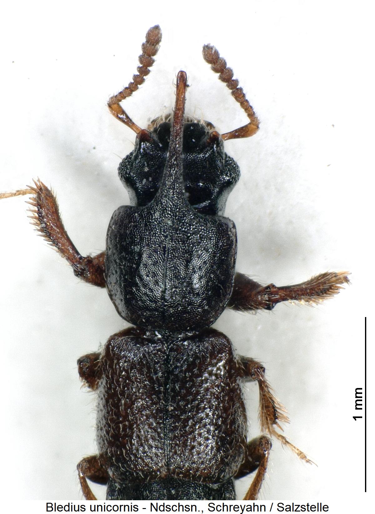 bledius_unicornis_vk1.jpg