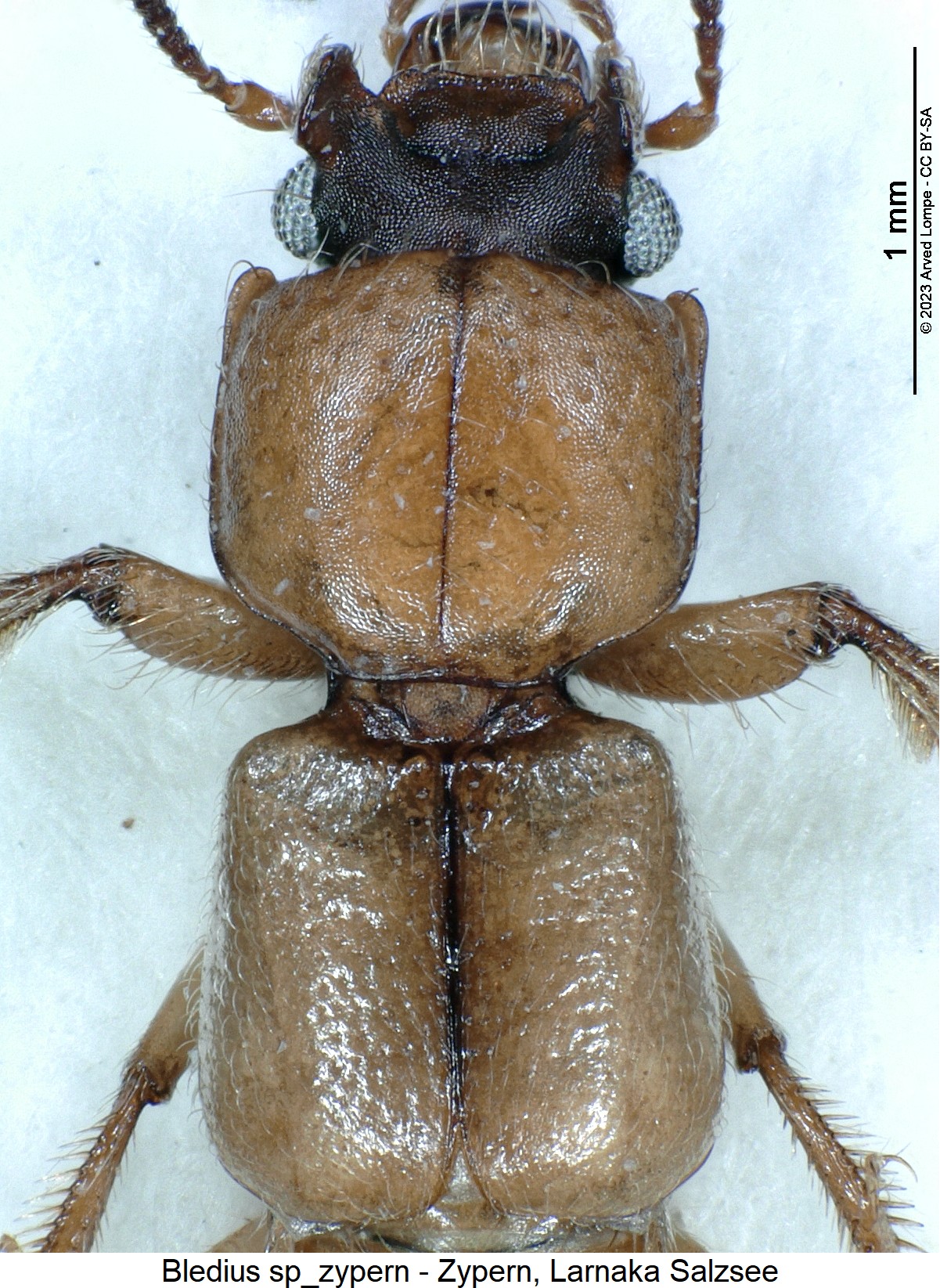 bledius_vitulus_vk.jpg