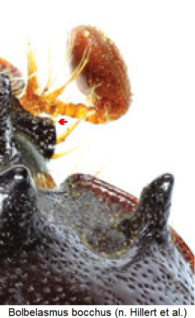 bolbelasmus_bocchus_detail.jpg