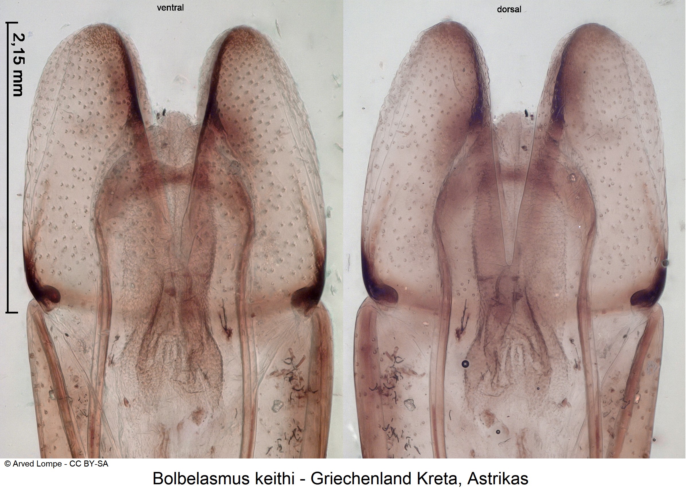 bolbelasmus_keithi_ck37572714.jpg