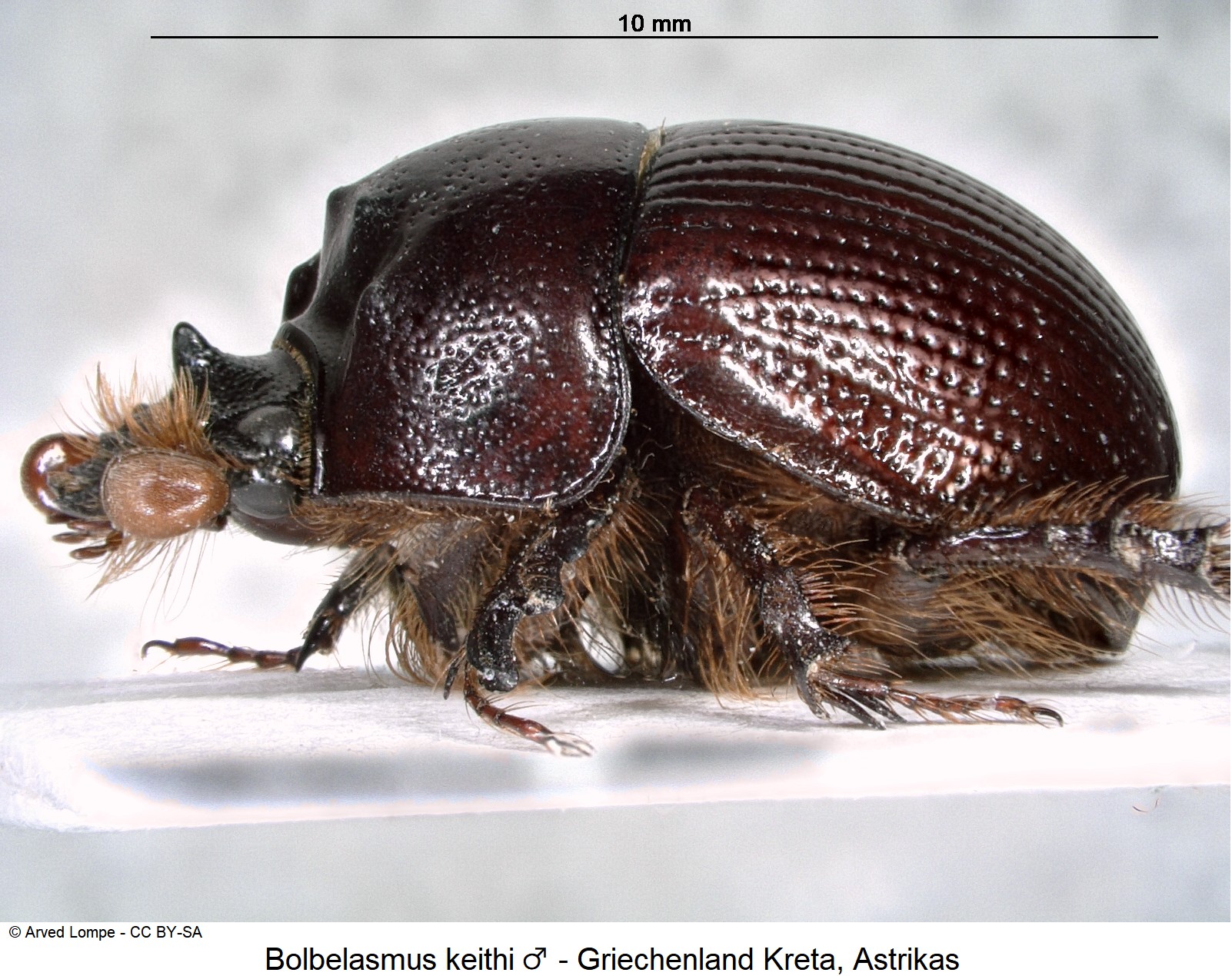bolbelasmus_keithi_m_ck37572714_sa.jpg