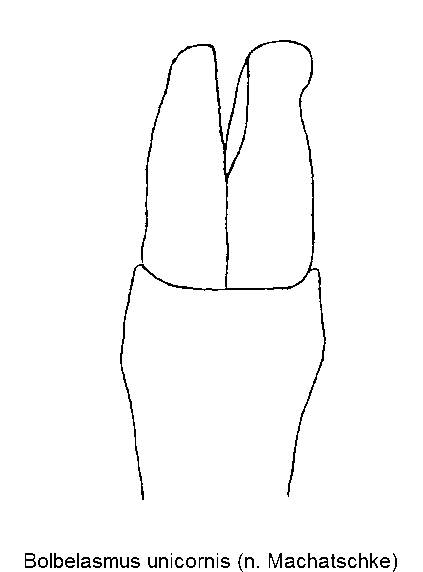 bolbelasmus_unicornis.gif