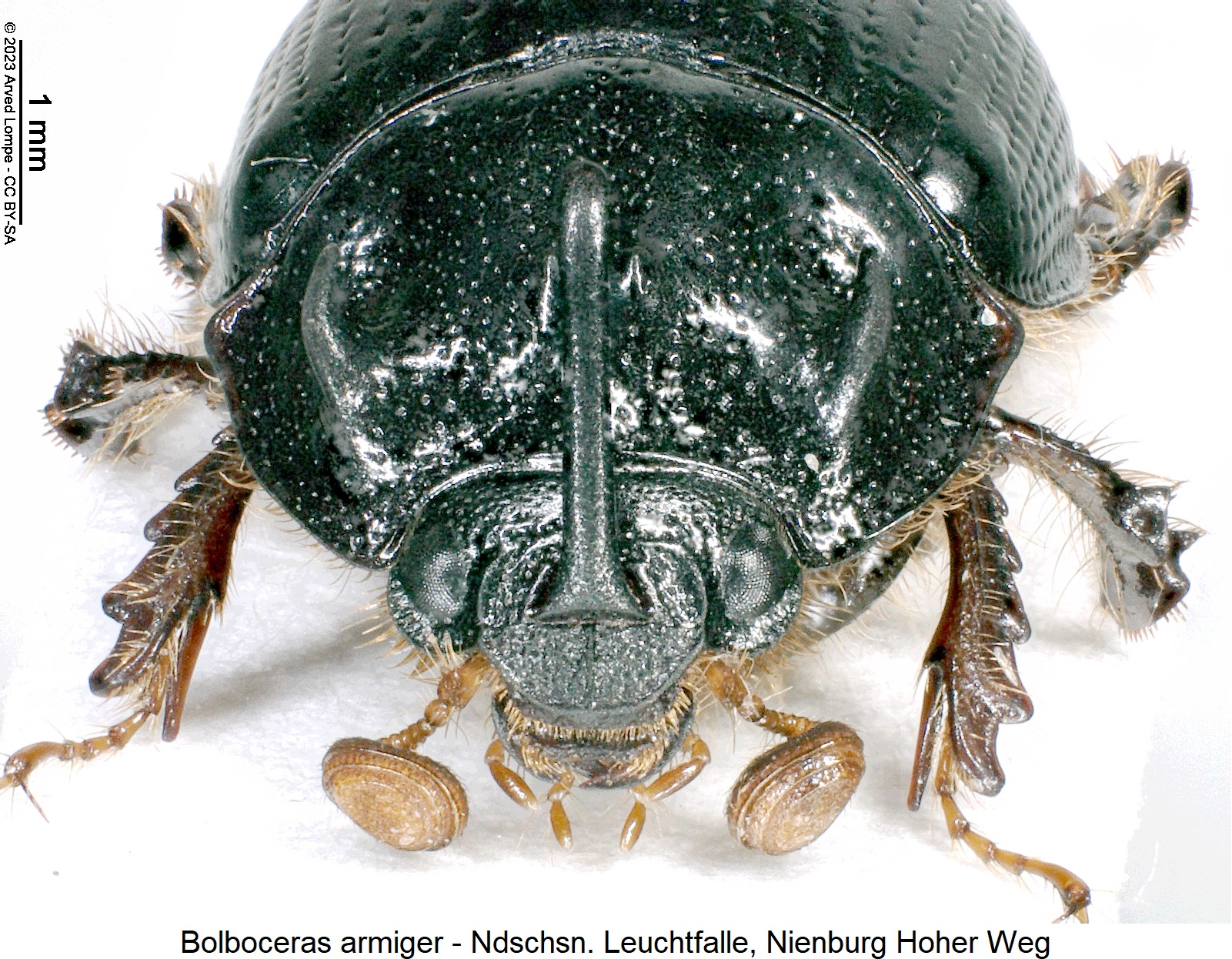 bolboceras_armiger_k.jpg