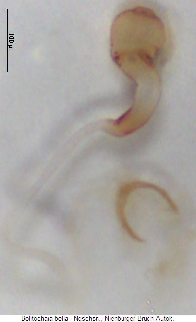 bolitochara_bella_sperm.jpg