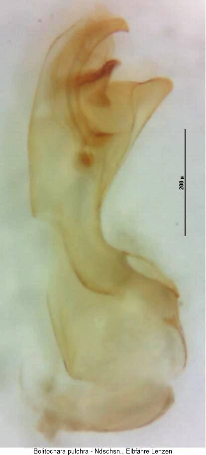 bolitochara_pulchra2.jpg