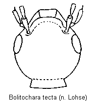 bolitochara_tecta_k.gif