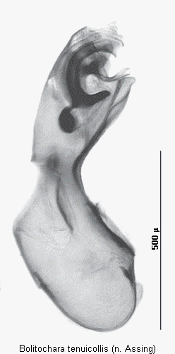 bolitochara_tenuicollis.gif