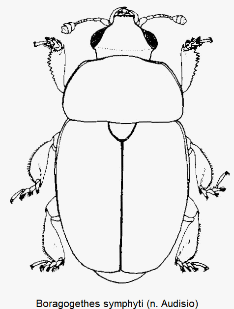 boragogethes_symphyti_hab.gif