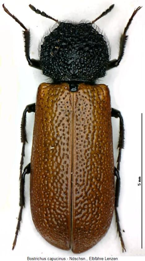 bostrichus_capucinus_hab.jpg