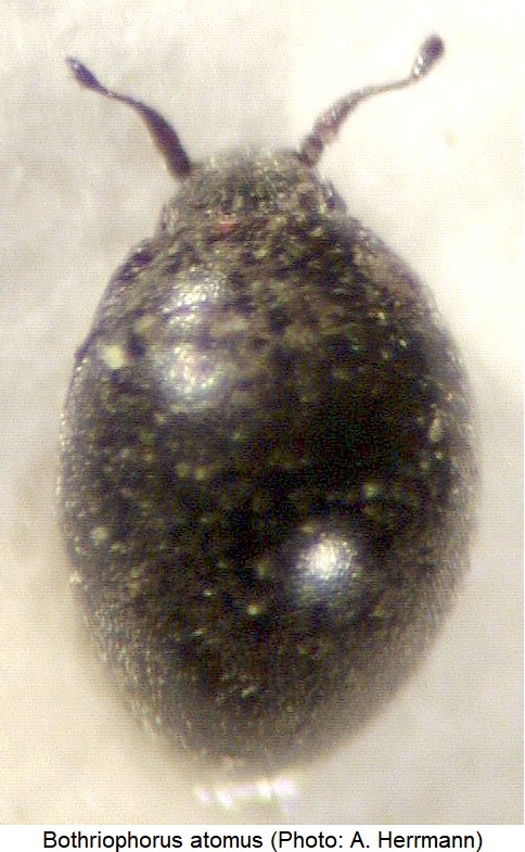 bothriophorus_atomus_hab.jpg