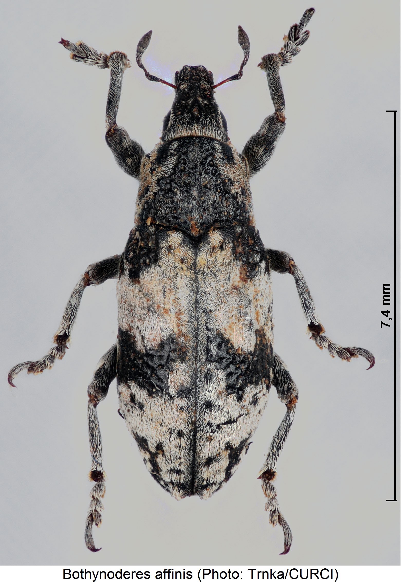 bothynoderes_affinis_hab.jpg