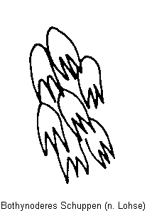 bothynoderes_schuppen.gif