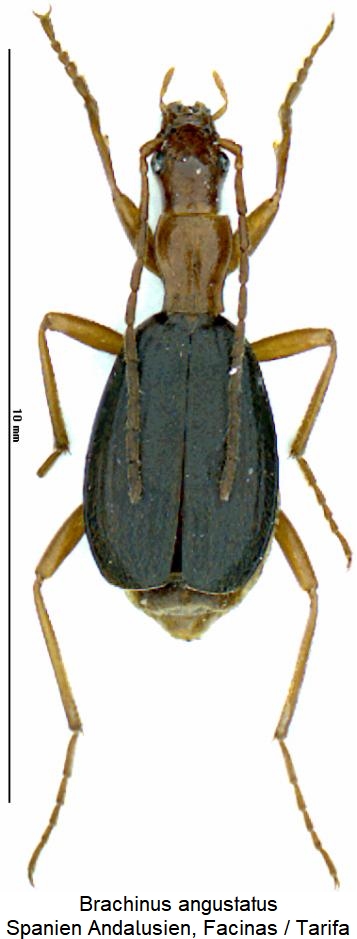 brachinus_angustatus_hab.jpg