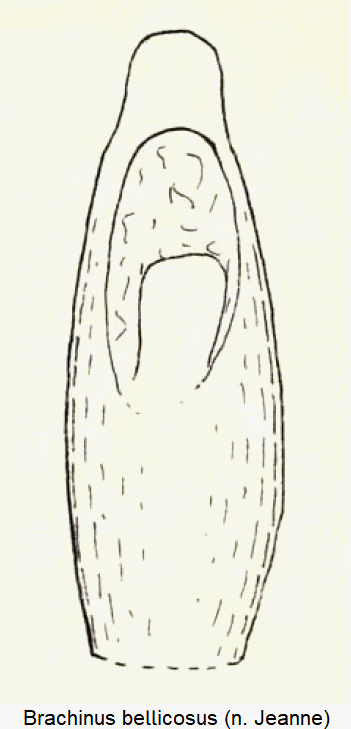 brachinus_bellicosus-1.gif