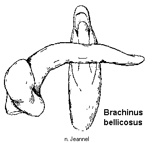 brachinus_bellicosus.gif