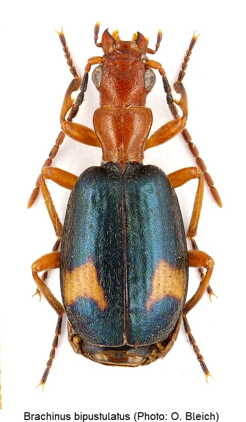 brachinus_bipustulatus_hab.jpg