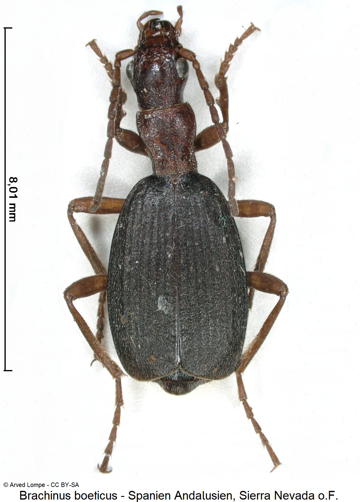brachinus_boeticus_ck38302779_hab-1.jpg