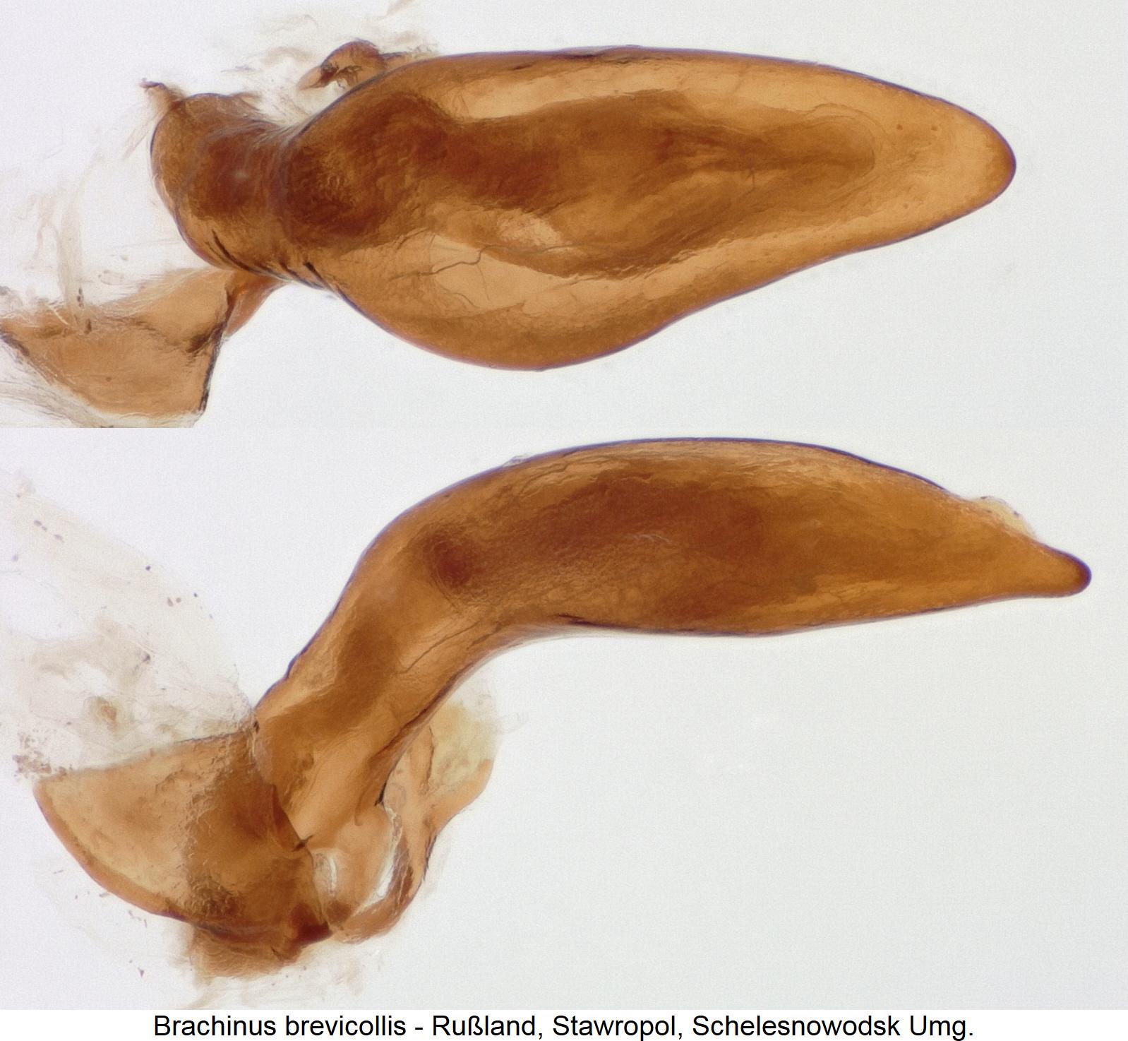 brachinus_brevicollis1.jpg