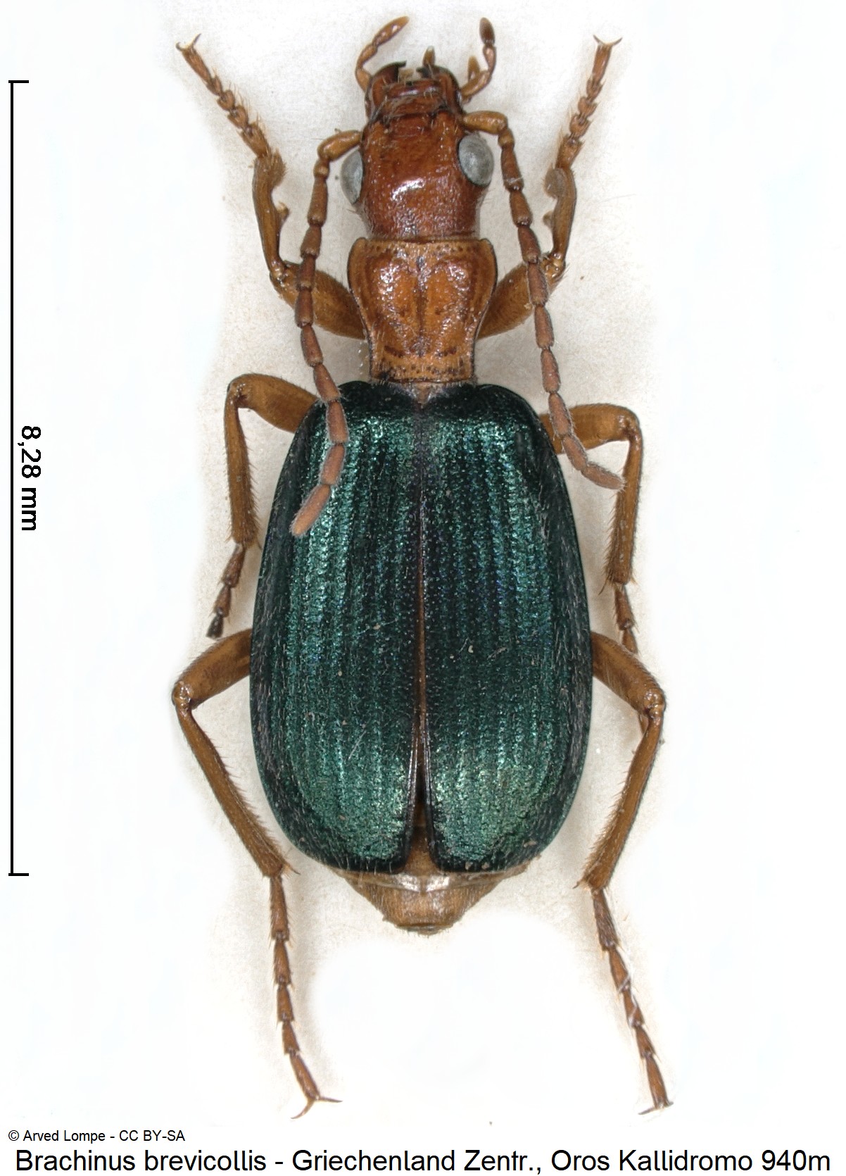 brachinus_brevicollis_ck17890_hab.jpg