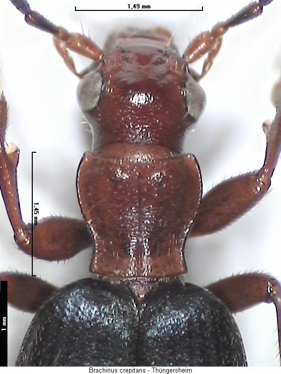 brachinus_crepitans_vk.jpg