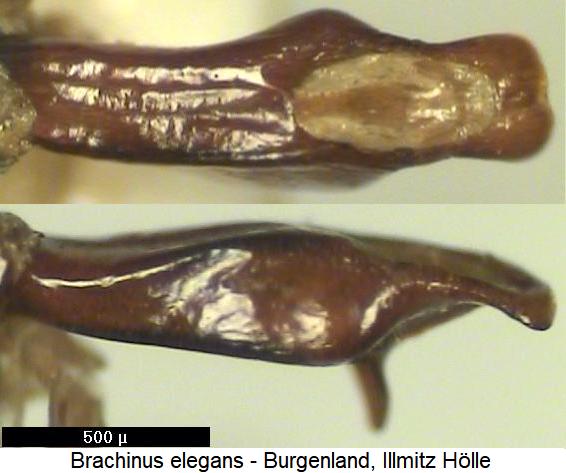 brachinus_elegans.jpg