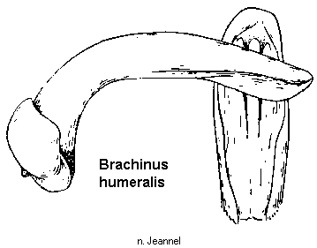 brachinus_humeralis.gif