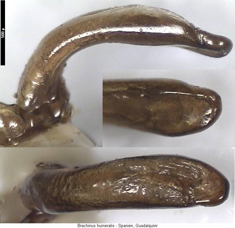 brachinus_humeralis.jpg