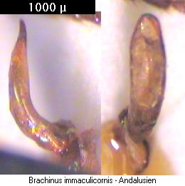 brachinus_immaculicornis.jpg