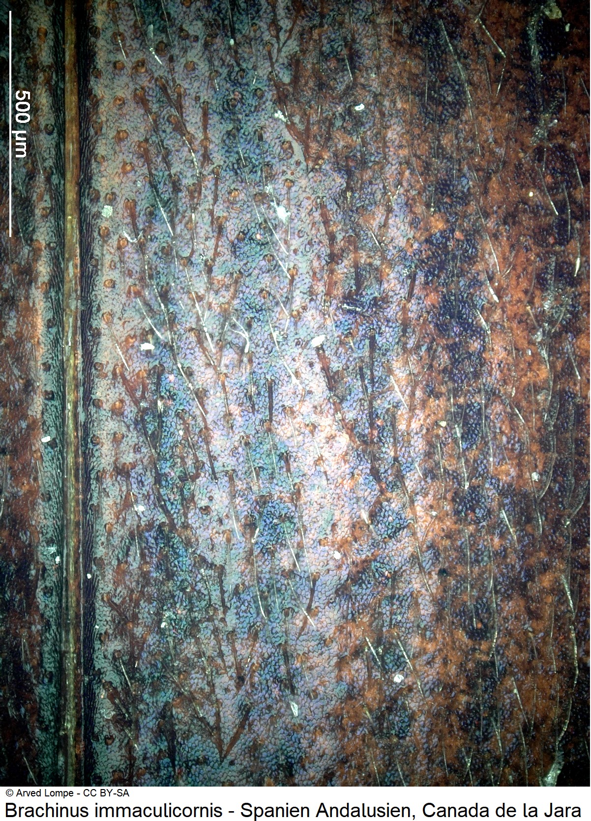 brachinus_immaculicornis_int.jpg