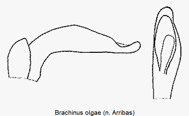 brachinus_olgae.gif