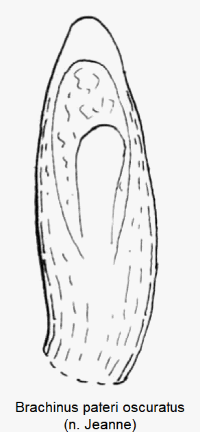 brachinus_oscuratus.gif
