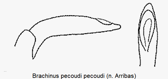 brachinus_pecoudi-1.gif