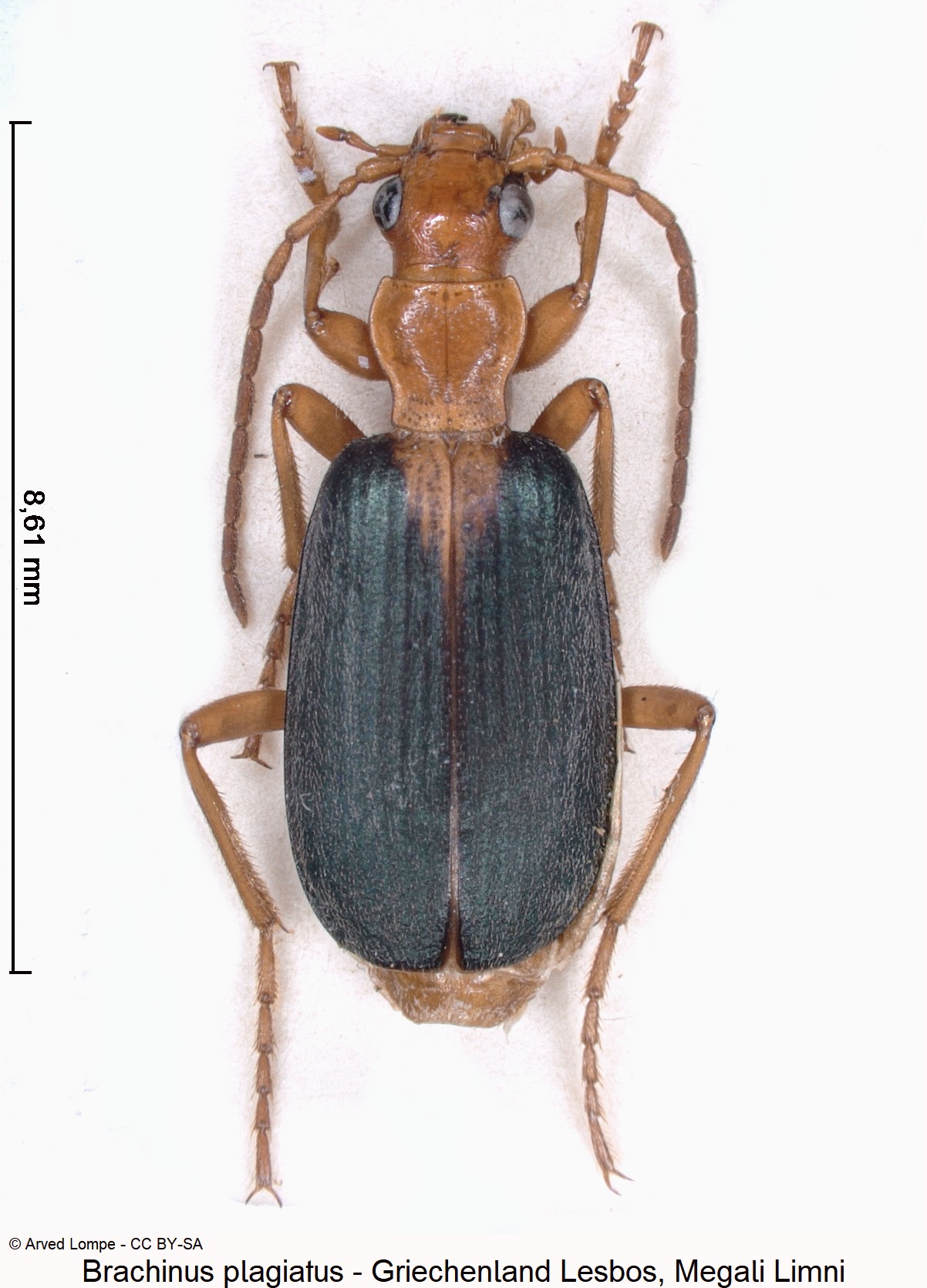 brachinus_plagiatus_ck19554_hab.jpg
