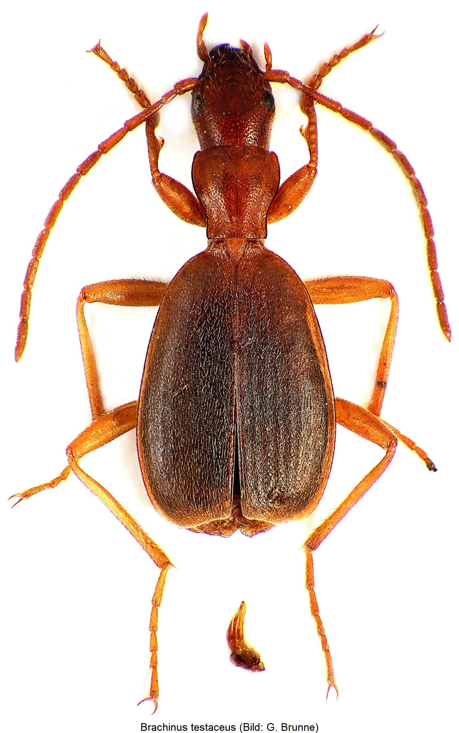 brachinus_testaceus_hab.jpg