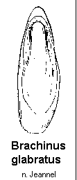 brachinus_variventris.gif