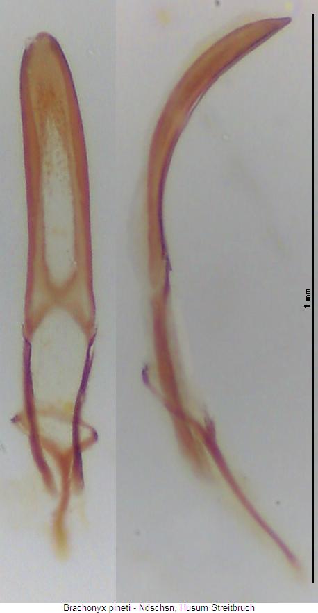 brachonyx_pineti.jpg