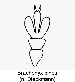 brachonyx_pineti_kl.gif