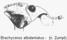brachycerus_albidentatus_vk.gif