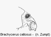 brachycerus_callosus_vk.gif