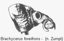 brachycerus_foveifrons_vk.gif