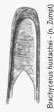 brachycerus_hustachei.gif