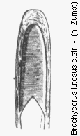 brachycerus_lutosus.gif