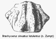brachycerus_lutulentus_hsch.gif