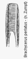 brachycerus_perlatus.gif