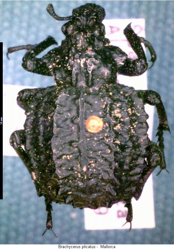 brachycerus_plicatus_hab.jpg