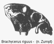 brachycerus_riguus_vk.gif