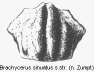 brachycerus_sinuatus_hsch.gif