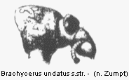 brachycerus_undatus_vk.gif